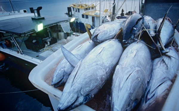 Thon rouge de Méditerranée : Le Maroc mis à l’index par la WWF