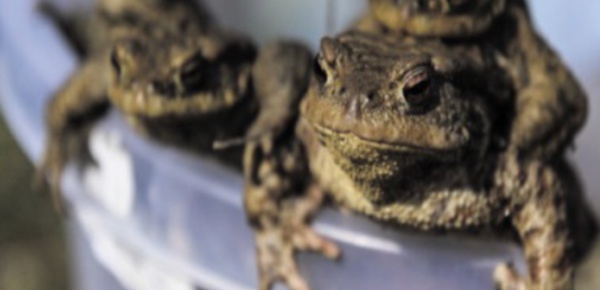 ​Les grenouilles aussi peuvent avoir un harem de reproduction