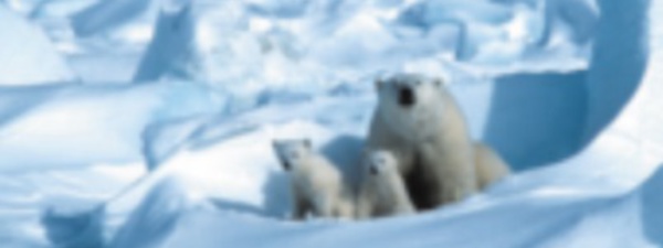 ​En Arctique, la banquise fond plus vite que prévu