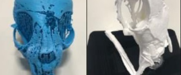 ​Des momies animales  déballées par l’imagerie 3D
