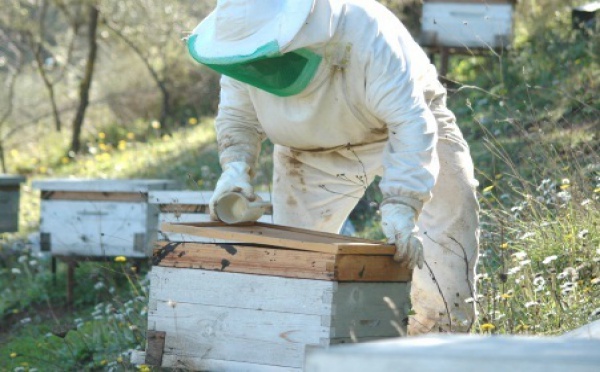 Une délégation marocaine se rendra en avril prochain à Alger : Les apiculteurs maghrébins s’organisent pour défendre leurs intérêts à l’international