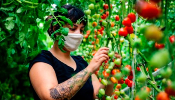 ​Aubergines et tomates prennent de la hauteur sur les toits de Montréal
