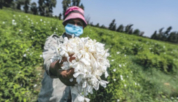 ​Un village égyptien embaume le monde d'effluves de jasmin