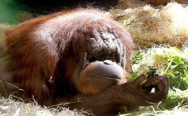 Les singes connaissent la crise de la quarantaine