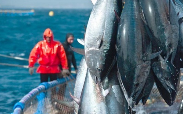 Pêche : L'ICCAT promet une année intense pour les thonidés de l'Atlantique