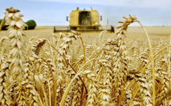 La production céréalière nationale accuse une forte baisse à 32 millions de quintaux