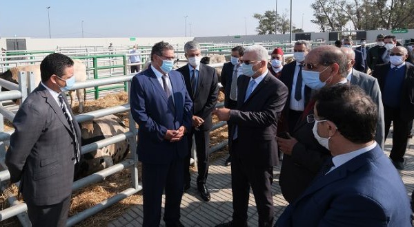 Inauguration à Sidi Bennour d’un marché moderne à bestiaux