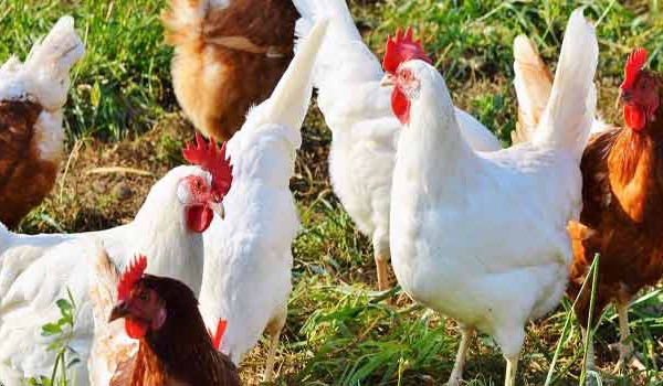 La flambée des prix du poulet résulte d' une baisse significative de l'offre