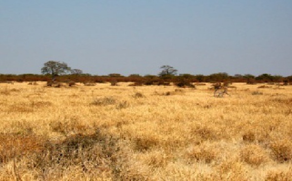 La disparition de la savane africaine met les lions en péril