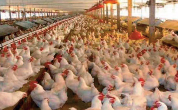 Les prix du poulet risquent de prendre l’ ascenseur encore longtemps