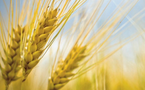 Les marchés mondiaux de céréales poursuivent leur résilience