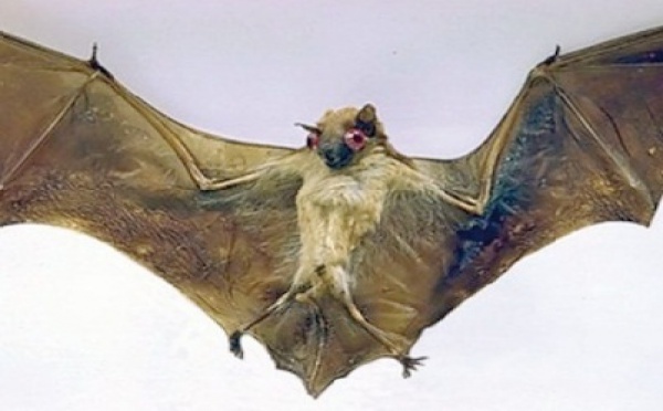 La chauve-souris est l'animal le plus dangereux au monde