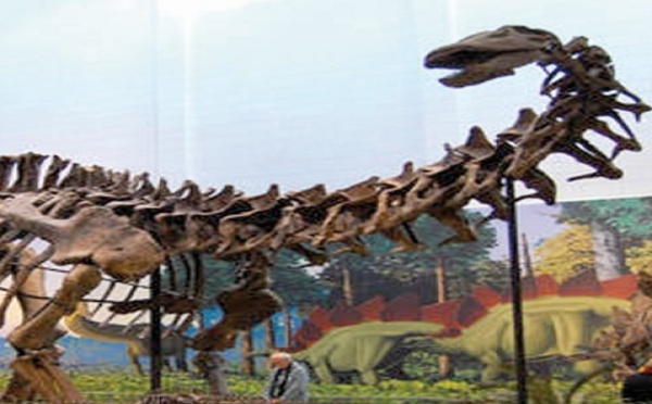 Les paléontologues rappellent que les brontosaures n'existent pas