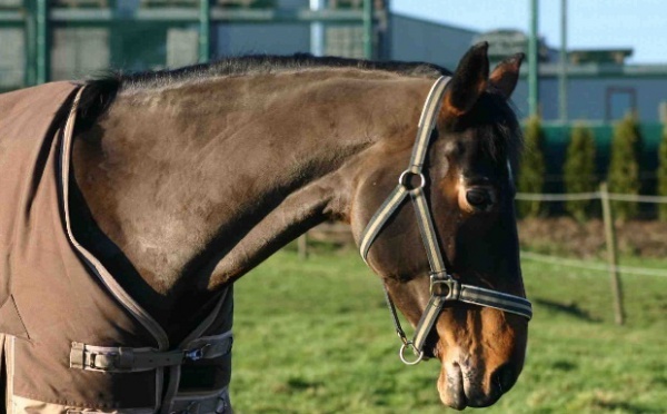 Rétablir les propriétaires de chevaux de race dans leur droit