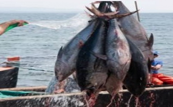 Le thon rouge du Pacifique se fait rare