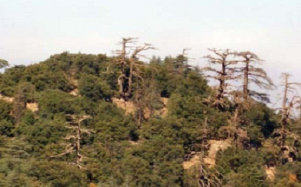 Le patrimoine forestier victime de la langue de bois