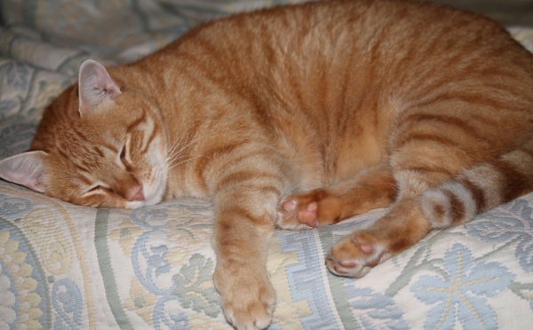 Le ronronnement des chats peut soigner le stress, l’insomnie et l’anxiété