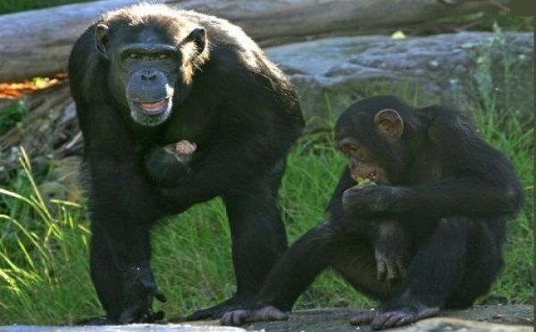 Les chimpanzés ont le sens de l’équité