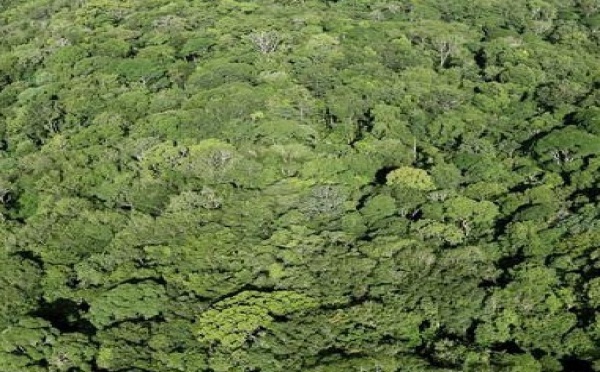 Des portables pour les arbres d’Amazonie