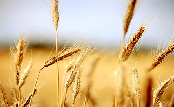 La production mondiale de céréales devrait se maintenir à un niveau historique cette année