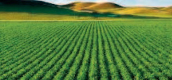 L'agriculture marocaine fait preuve de résilience et d'agilité