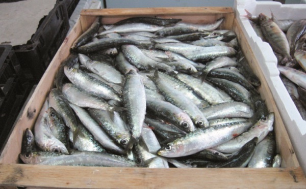 Avis de tempête sur les prix des poissons : Les sardines hors de prix et les autres espèces se sont fait rares sur les marchés