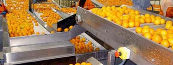 Des perspectives prometteuses pour les exportations des produits agricoles