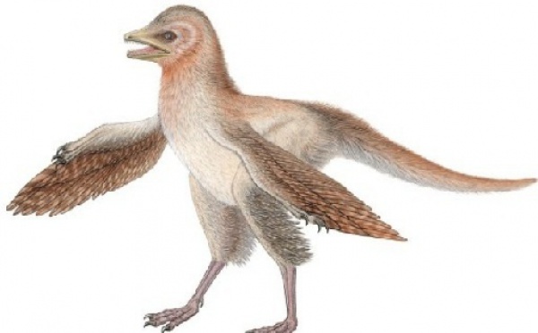 La découverte d’un nouveau dinosaure remet en question ce que l’on pensait des oiseaux
