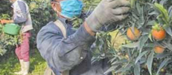 300 saisonniers marocains bientôt acheminés vers la France