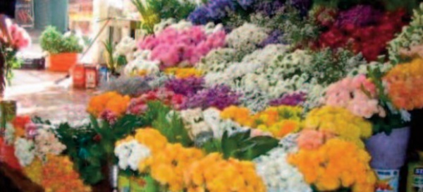 La floriculture se flétrit en temps de crise
