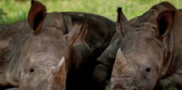 Requinquer les bébés rhinos