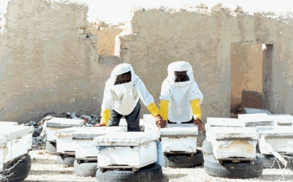 13,64 millions de DH pour le développement de l’apiculture dans la région de Doukkala