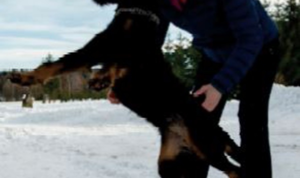 Les Tchèques préparent les chiens pour combattre la Covid-19