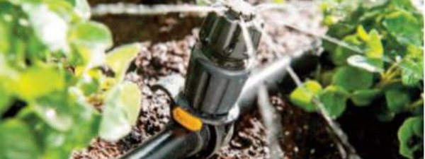 La micro-irrigation, un levier primordial de l’ avenir agricole du Royaume