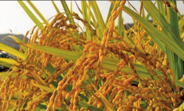 Une production record de blé et de riz attendue à l’échelle mondiale