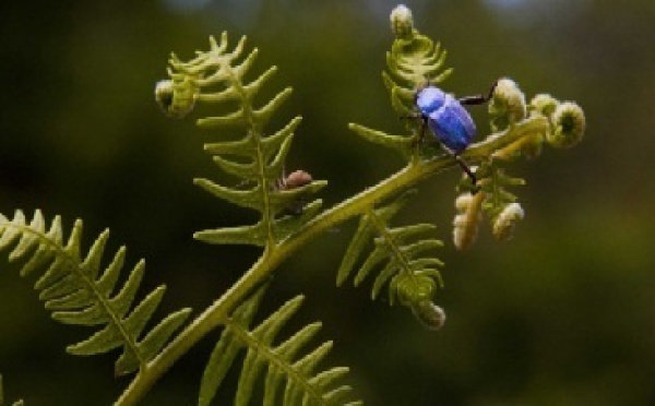 Il y a urgence à préserver la flore et la faune