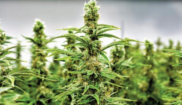 Percevoir le cannabis tout autrement