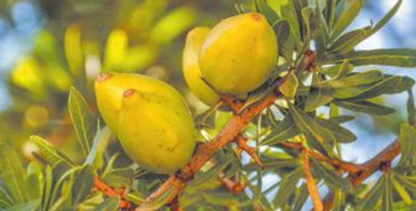 L'ONU proclame le 10 mai Journée internationale de l’ arganier