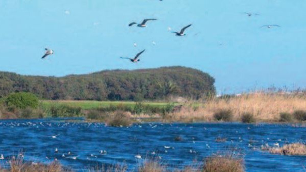 Creuset de biodiversité, la zone humide de Dar Bouazza menacée