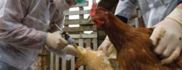 La Russie interdit l'importation des produits avicoles algériens