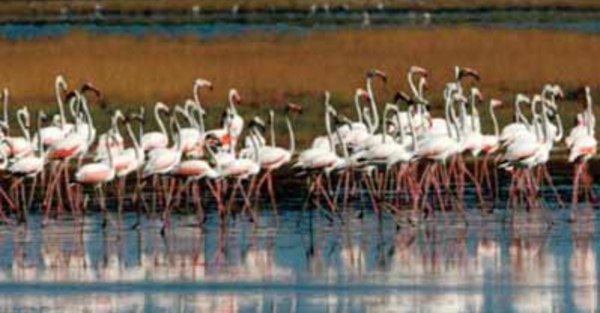 Des flamants roses meurent empoisonnés par les plombs des chasseurs en Grèce
