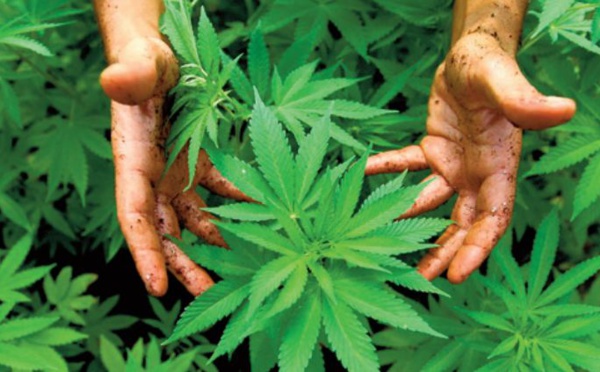 Le Conseil de gouvernement adopte le projet de loi légalisant l’ usage thérapeutique du cannabis