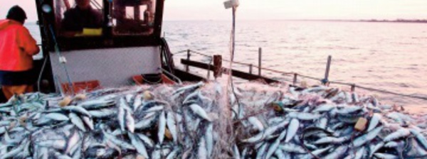 Débat sur la pêche maritime et les opportunités d’investissement dans la région de Guelmim-Oued Noun