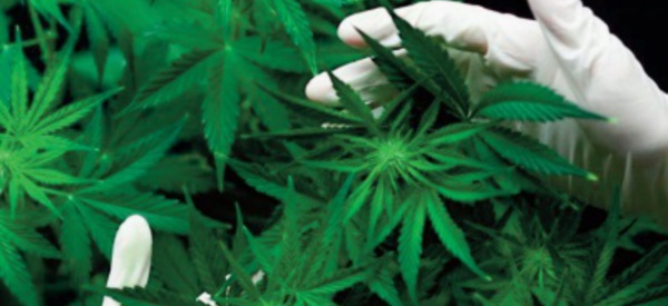 La légalisation du cannabis franchit un nouveau pas