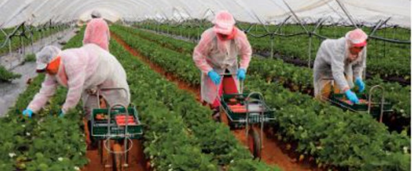 Les autorités consulaires de Séville se rendent auprès des saisonnières marocaines