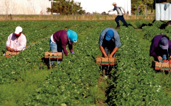 Le surplace insolite d’une régularisation à l’italienne