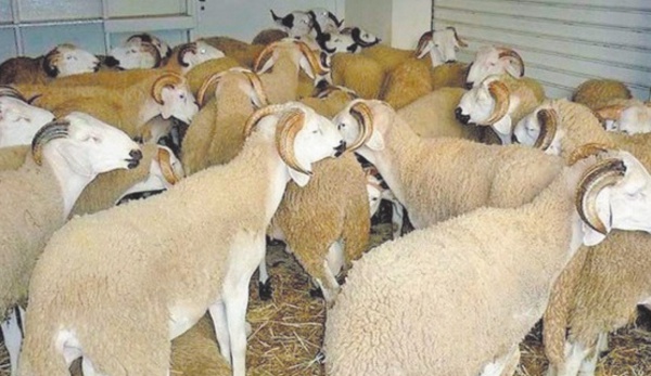 Lancement des préparatifs de l'Aïd Al Adha