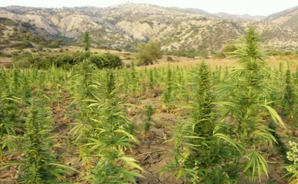 Environ 90.000 ménages vivent du cannabis dans la région du Rif