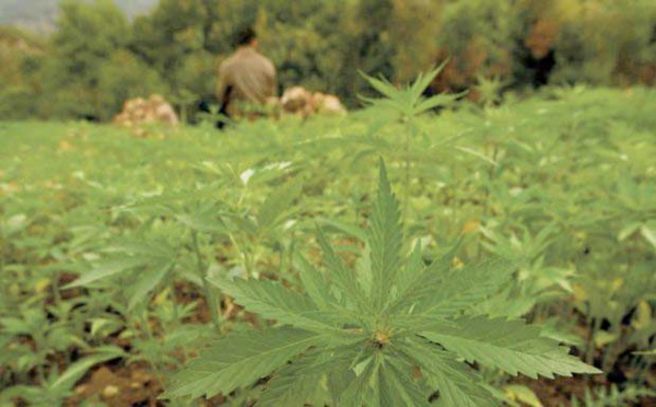 La légalisation du cannabis suscite appréhension et explication