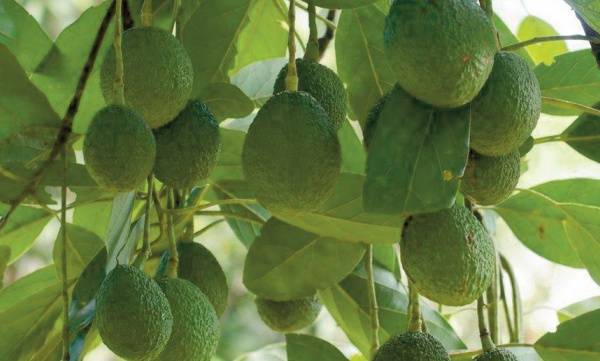 La nappe phréatique sans défense